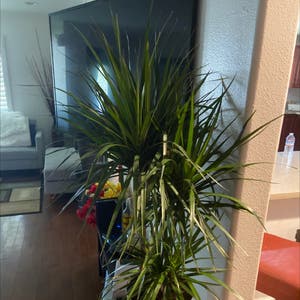 Dragon Tree plant photo by @Nubiangoddess named Aunt gene on Greg, the plant care app.
