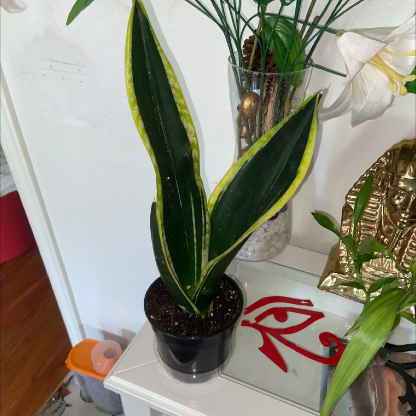 Snake Plant plant photo by @Nubiangoddess named Darwin on Greg, the plant care app.