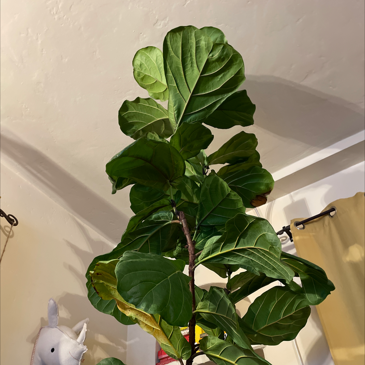 Fiddle Leaf Fig plant photo by @Altilana named Fernie Saunders on Greg, the plant care app.