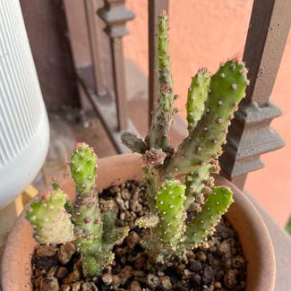 Drooping Prickly Pear plant in Los Angeles, California