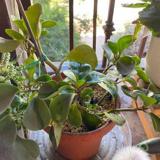 Baby Rubber Plant plant in Los Angeles, California