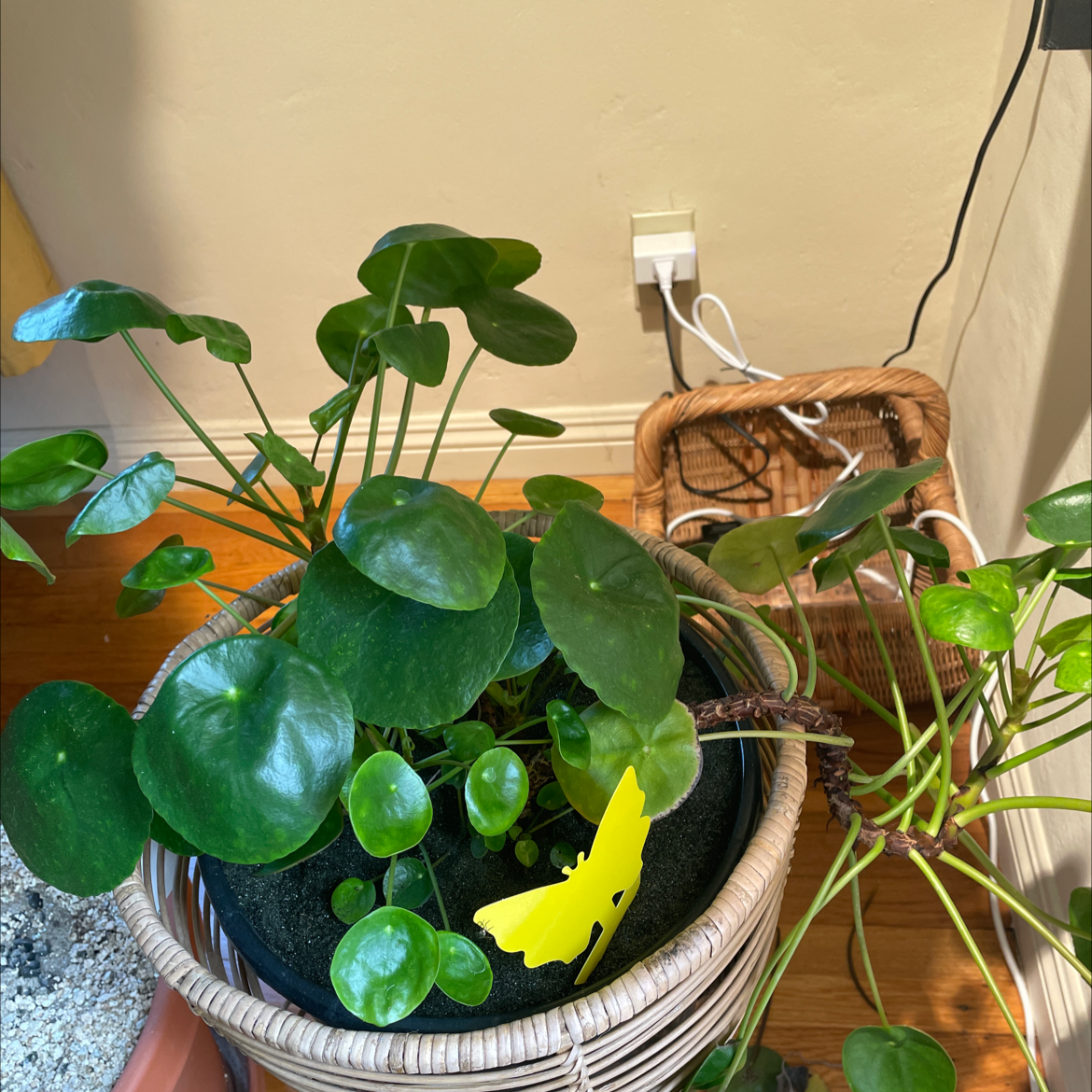 Chinese Money Plant plant photo by @Altilana named Shang Chi on Greg, the plant care app.