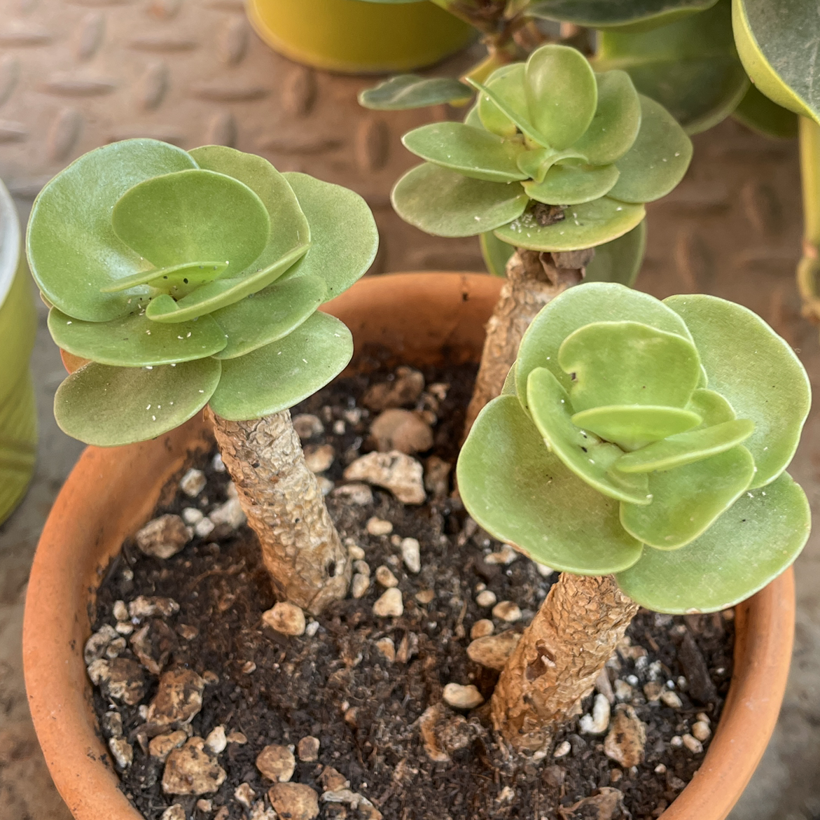 Potted Marnier's Kalanchoe with three healthy stems and visible soil.