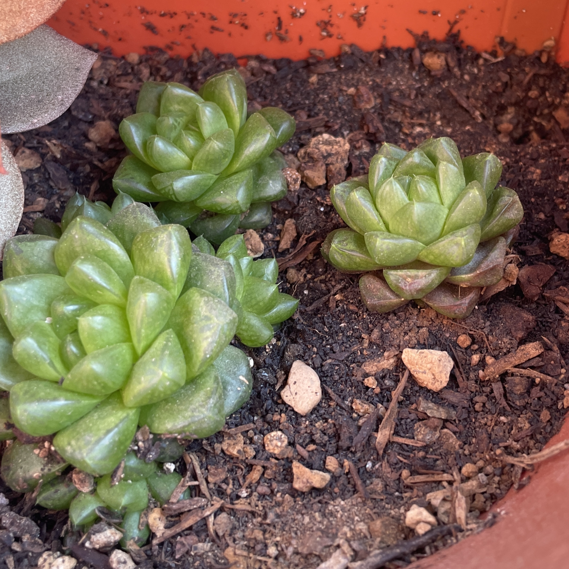 Haworthia 'Obtusa' plants in a pot with visible soil, appearing healthy.