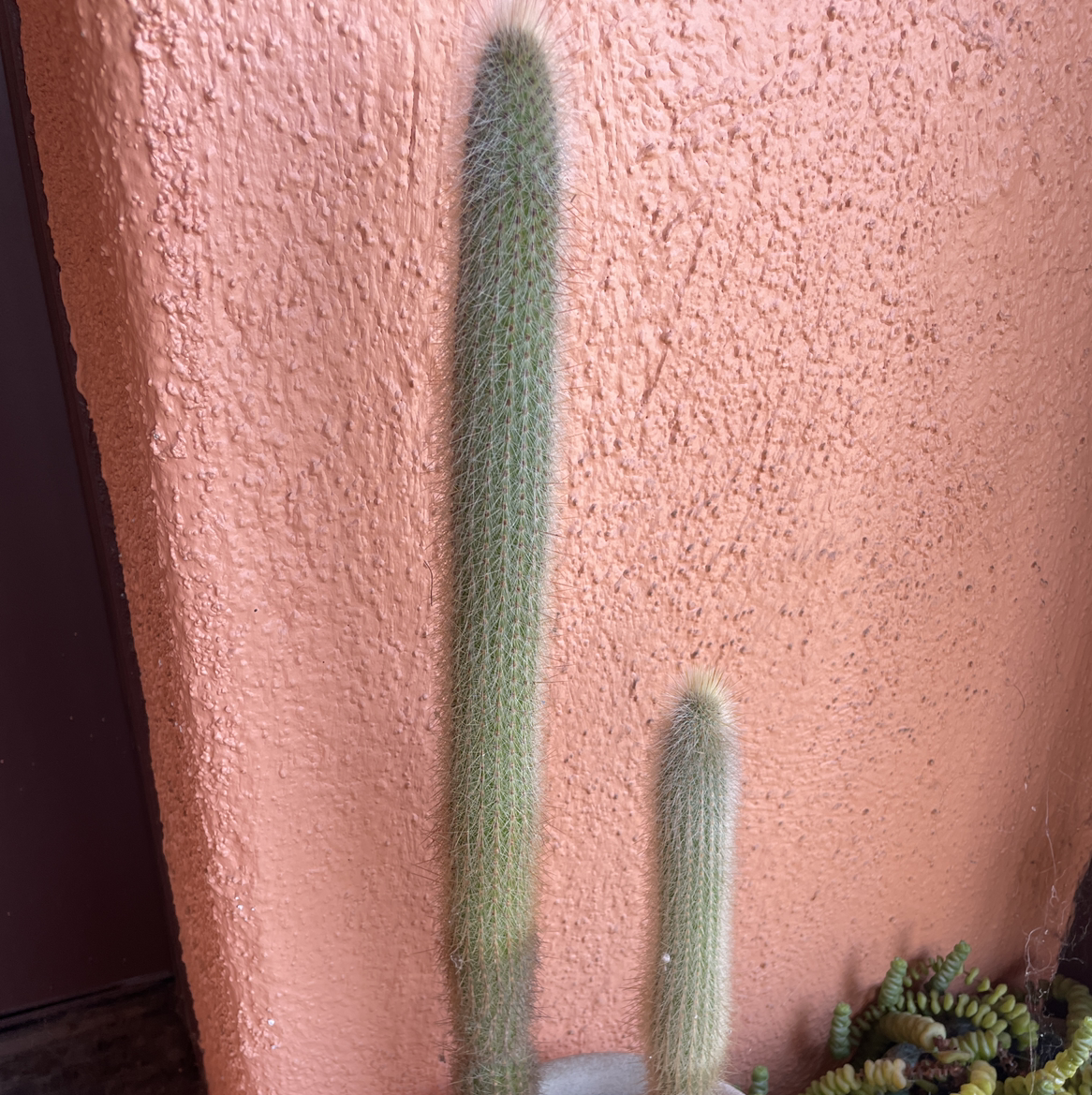 Two healthy Silver Torch Cacti against a textured wall.
