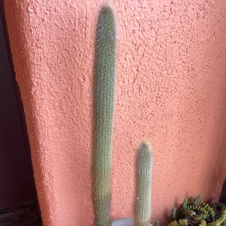 Silver Torch Cactus plant in Los Angeles, California