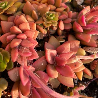 Sand Rose plant in Los Angeles, California