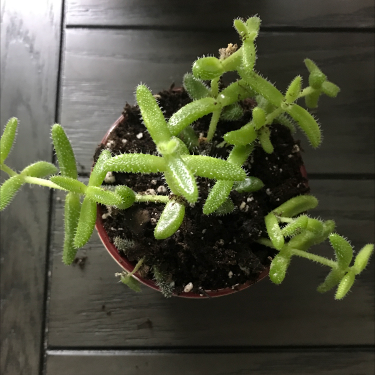 Pickle Plant plant photo by @Amazingness named IP on Greg, the plant care app.