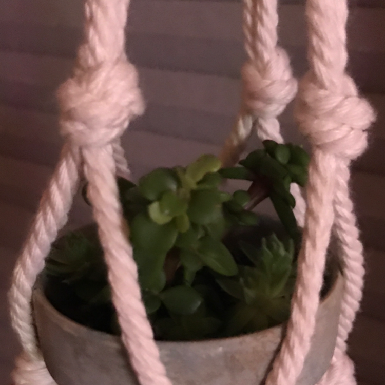 Hens and Chicks plant photo by @Amazingness named Paula on Greg, the plant care app.