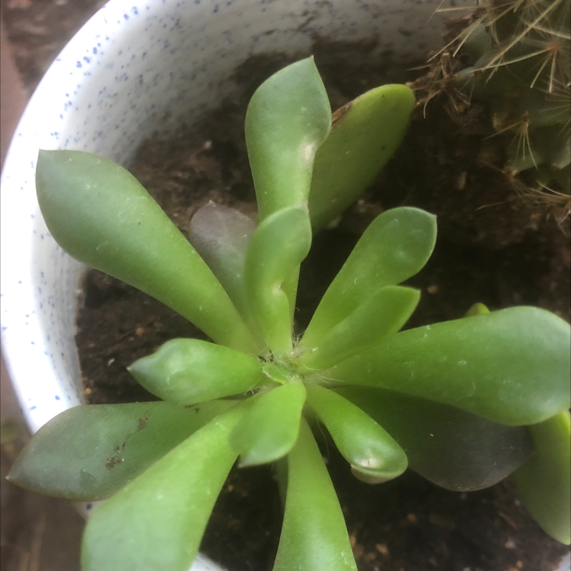 Healthy Tree Stonecrop succulent in a white pot with visible soil.
