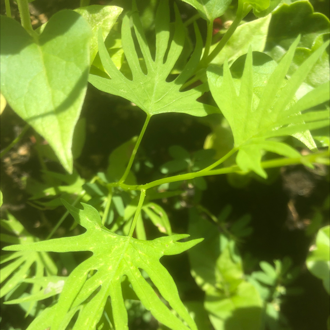 Photo of the plant species Scarletcreeper by Patti named Anne on Greg, the plant care app