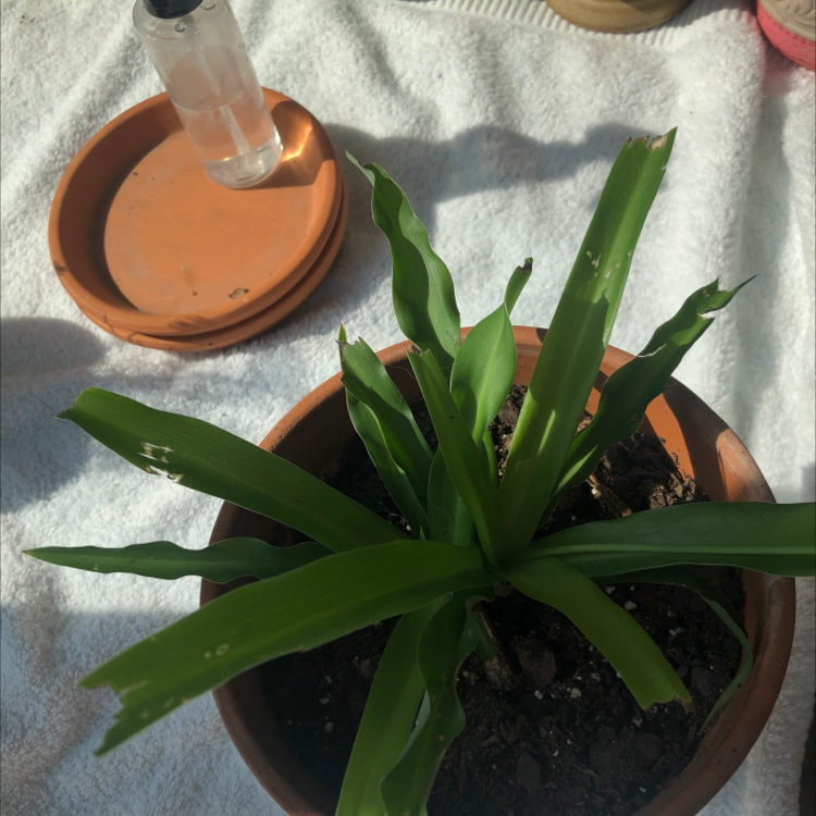 Potted Giant Airplant with green leaves, minor leaf damage, on a white surface with a saucer and bottle.