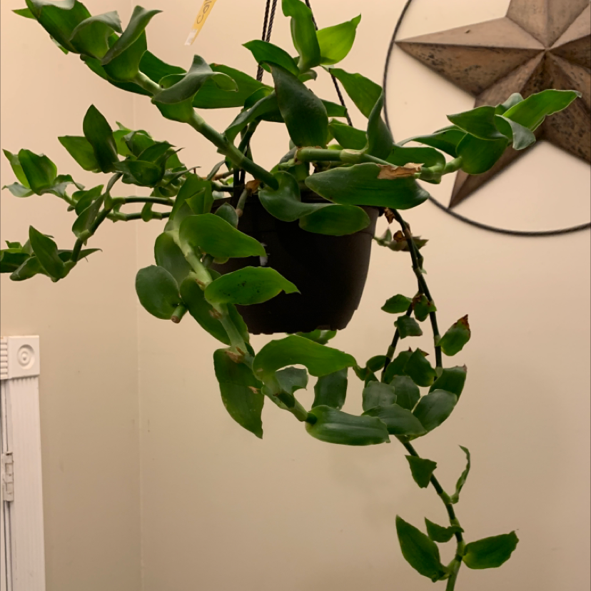 Healthy, thriving Hoya carnosa plant with lush green oval leaves trailing from a hanging planter against a neutral background.