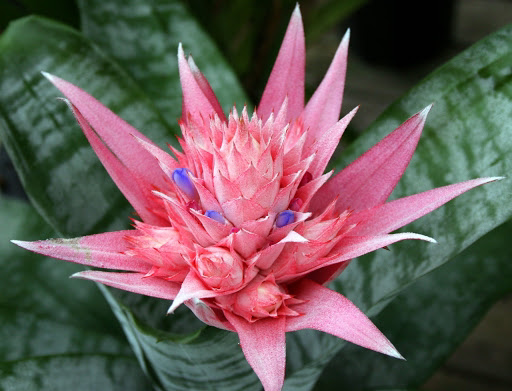 Photo of the plant species Urn Plant by Dani named Aristotle on Greg, the plant care app