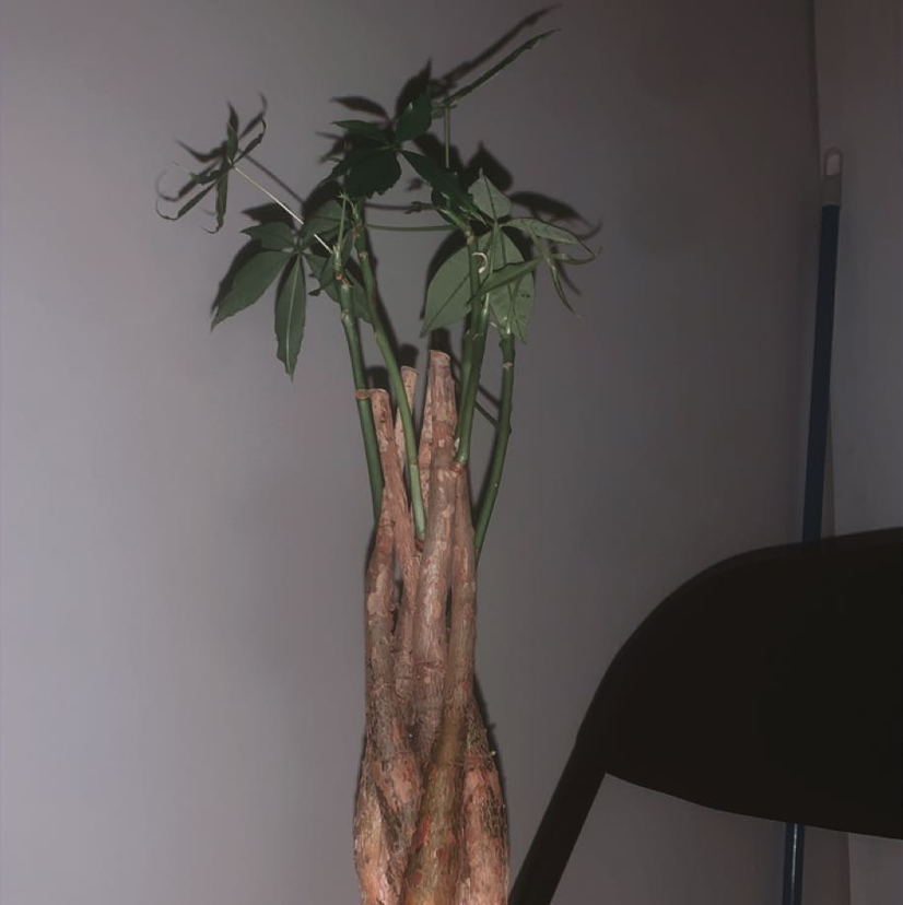 Money Tree plant photo by Sophie gribble named greg on Greg, the plant care app.