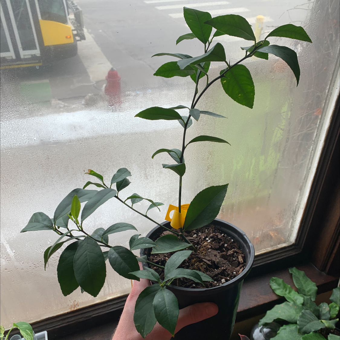 🍋 Best Soil For Meyer Lemon Tree