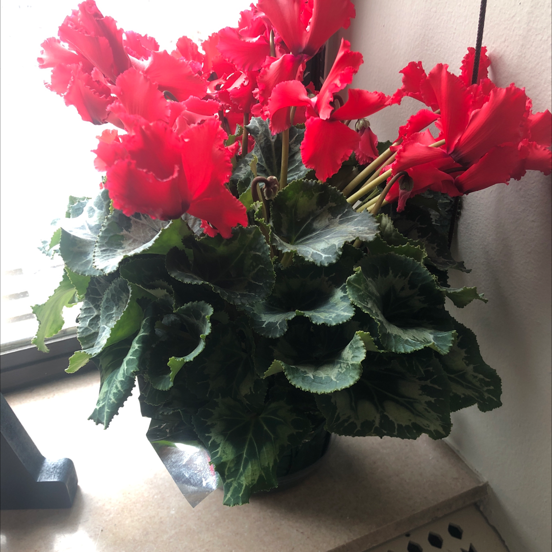 A thriving Persian Cyclamen plant with bright red flowers in full bloom and lush, dark green ruffled leaves, indicating excellent health.