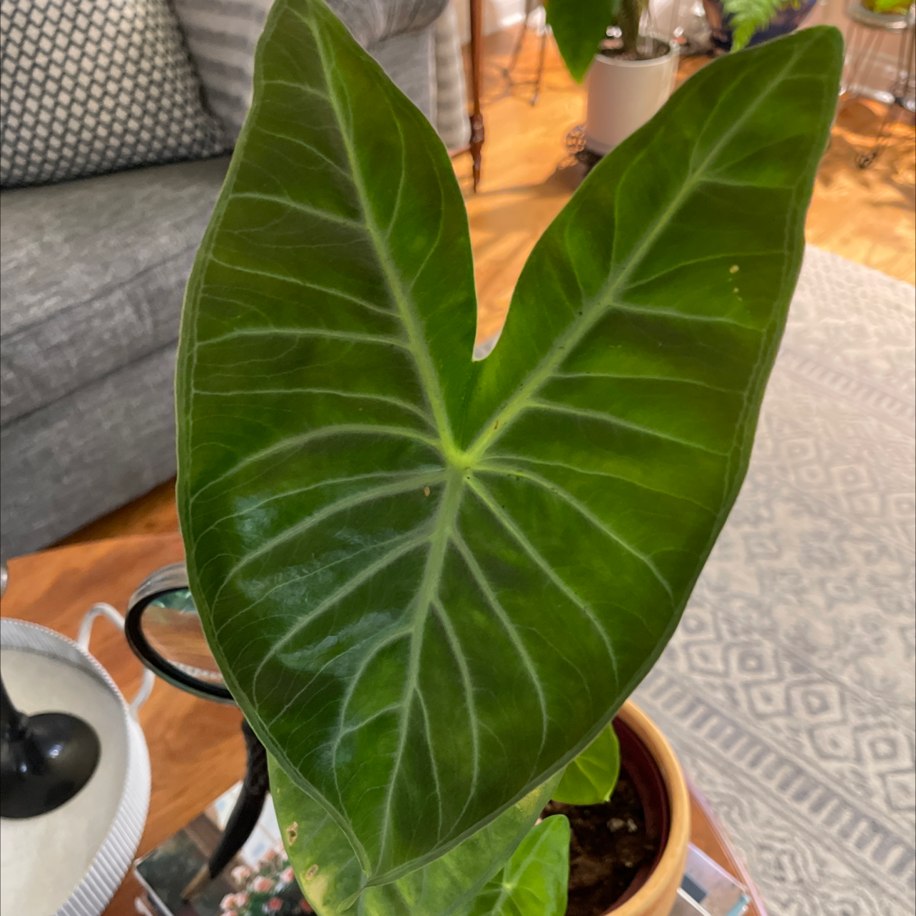 Healthy Alocasia 'Imperial Red' plant with large green leaves in a pot.