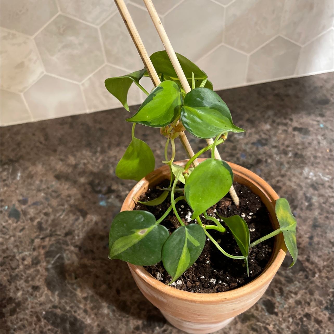 Brazil Philodendron plant in a pot with visible soil, some leaves showing slight yellowing and browning.