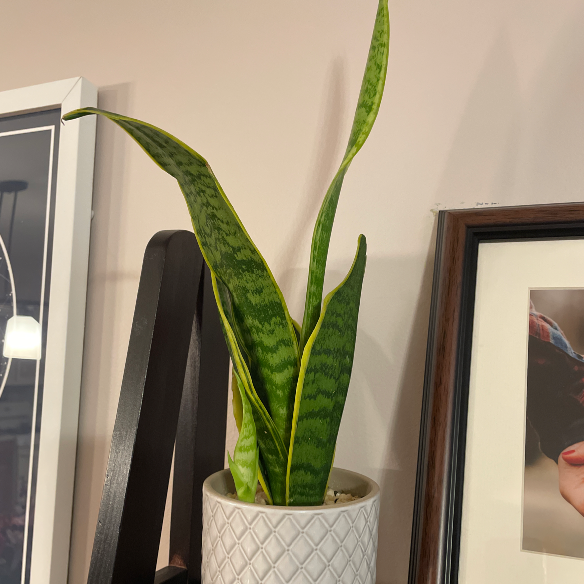 Snake Plant plant photo by @ameeeema named Your plant on Greg, the plant care app.