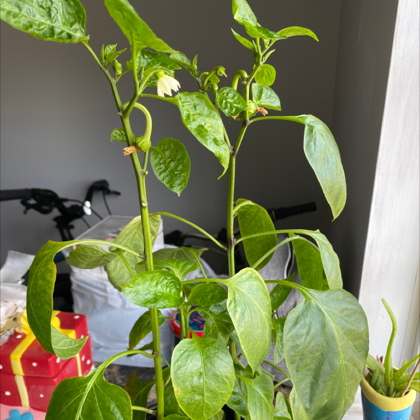 Pepper Plant plant photo by @GayKidGray named Bell on Greg, the plant care app.