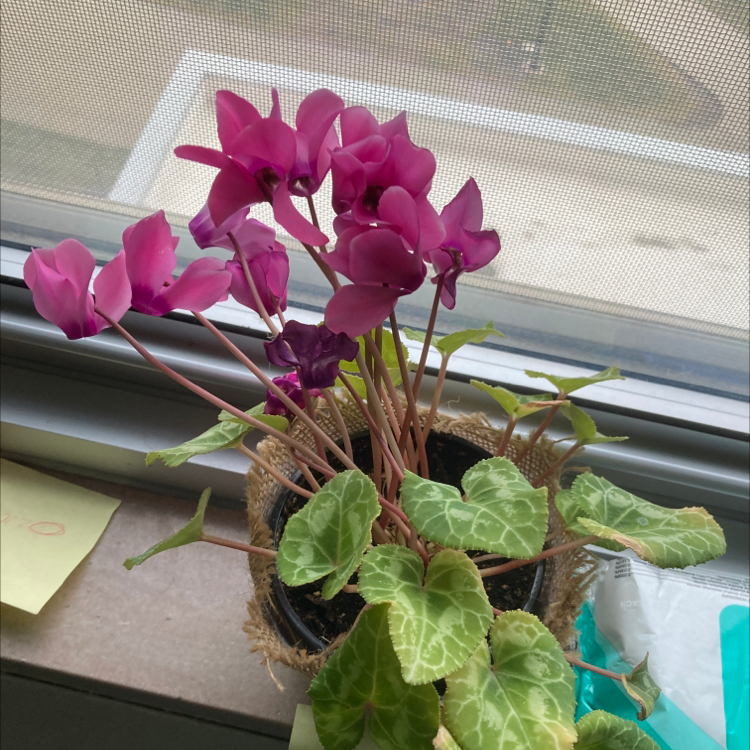 Healthy Persian Cyclamen plant with vibrant magenta flowers and variegated heart-shaped leaves, in a pot on a window sill.