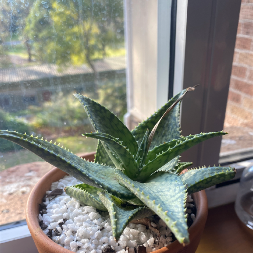 Photo of the plant species Broad-Leaved Aloe by Caity named John on Greg, the plant care app