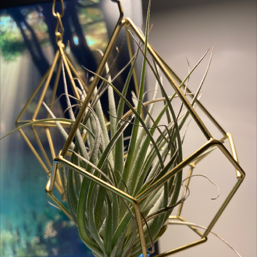 Tillandsia harrisii plant in a geometric metal frame, appears healthy.