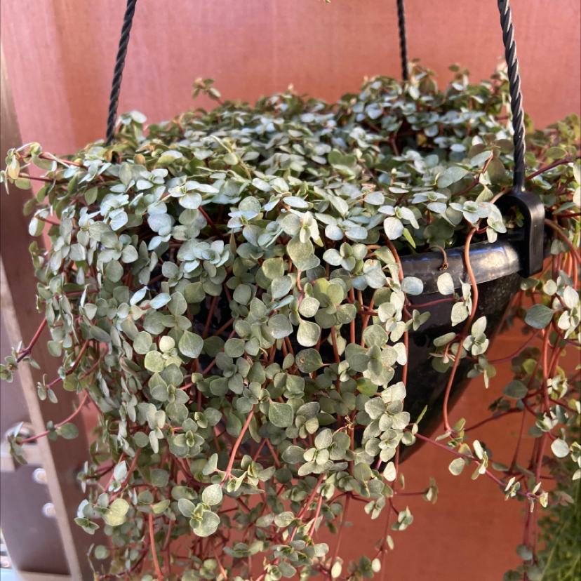 Hanging pot with a healthy Silver Ponysfoot plant, small round leaves cascading down.