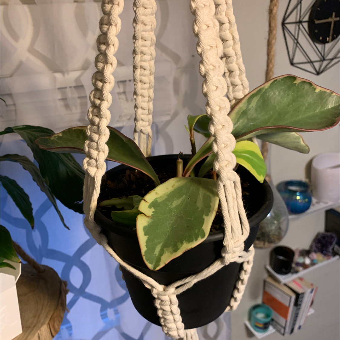 Peperomia 'Ginny' plant in a hanging pot with variegated leaves.