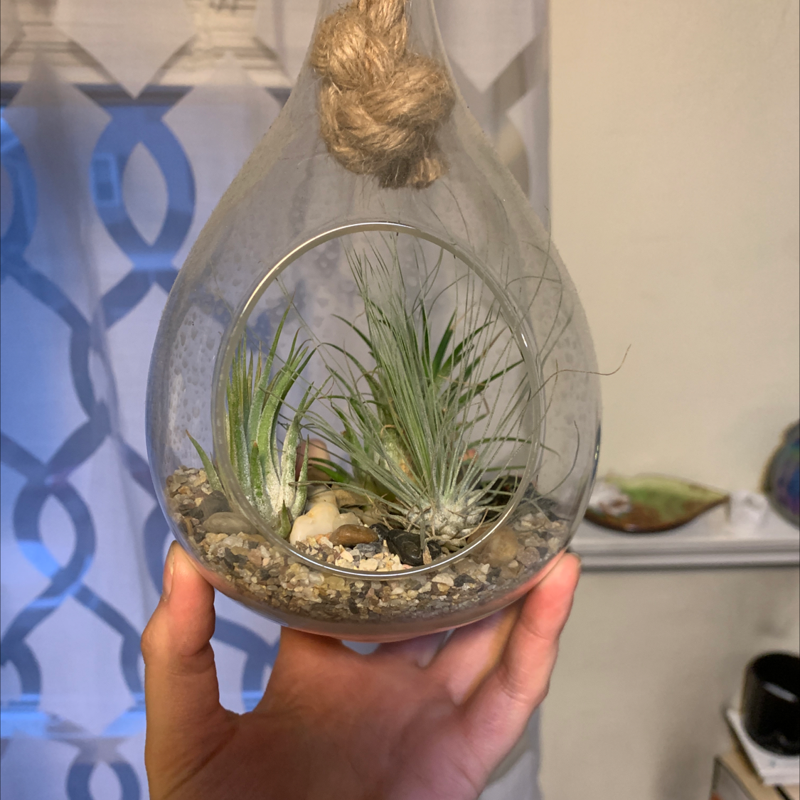 Shirley Temple Air Plant in a glass terrarium held by a hand, with visible soil and pebbles.
