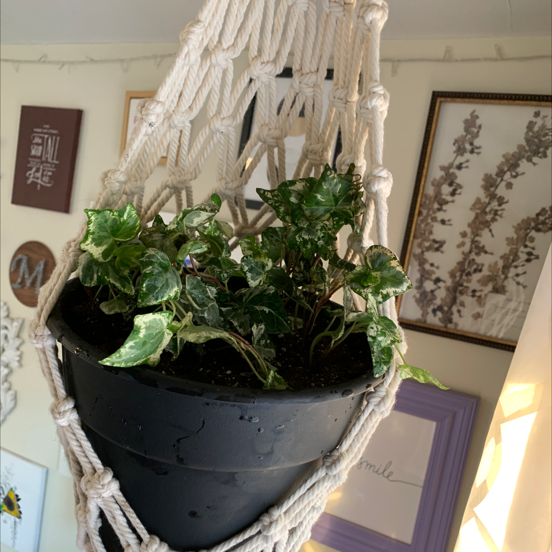 Healthy Persian cyclamen plant with lush green foliage in a white macrame hanging planter, photographed indoors.