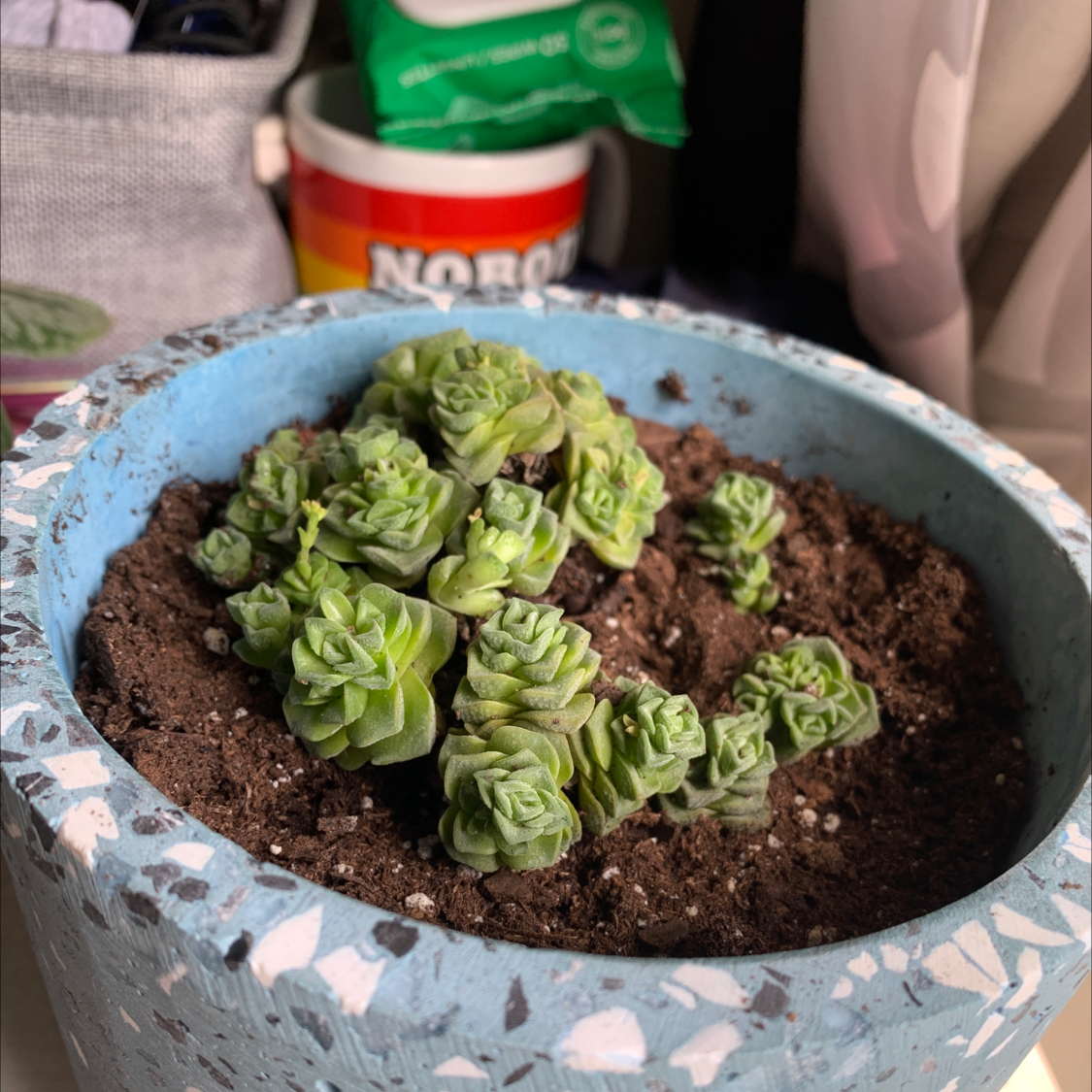 Healthy Crassula Pellucida succulent plant with vibrant green leaves growing in a blue speckled ceramic pot, held by a hand.