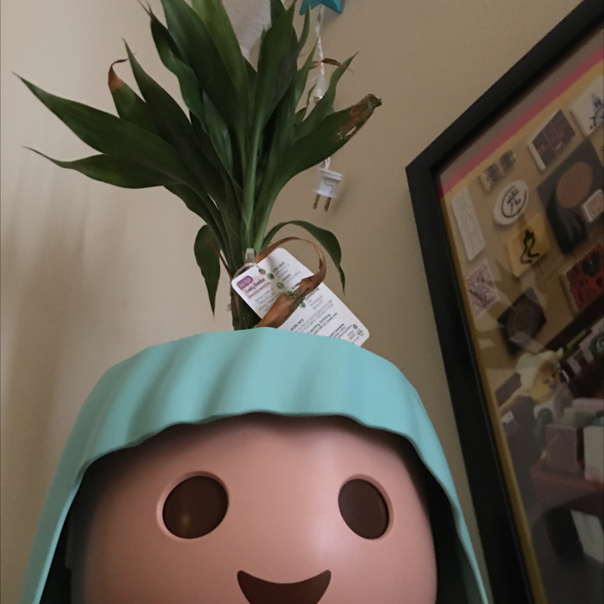 Lucky Bamboo plant photo by @Axypiku named Bam on Greg, the plant care app.