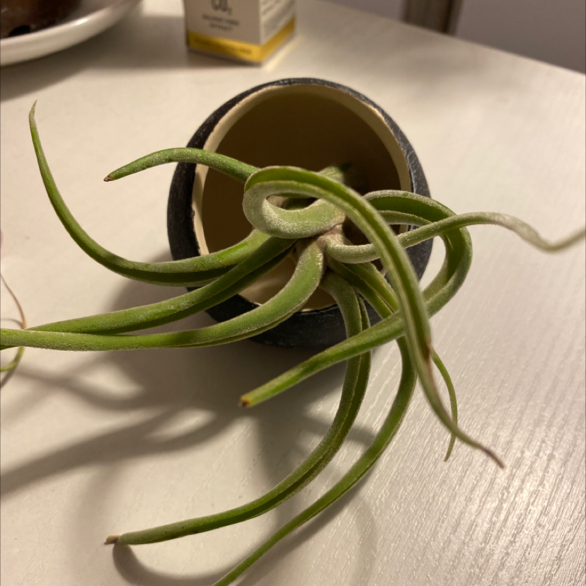 Medusa Head Air Plant in a small container with green, elongated leaves.