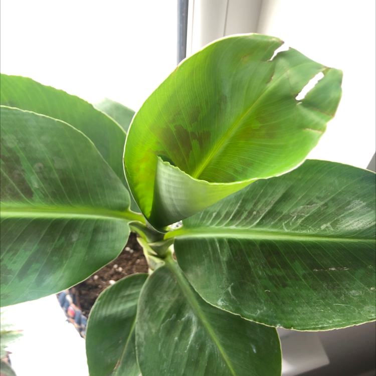 Photo of the plant species Banana by @Tanya named Asparagus on Greg, the plant care app