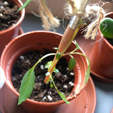 Photo of the plant species Glaziou's Fuchsia by Tanya named Fuchia on Greg, the plant care app