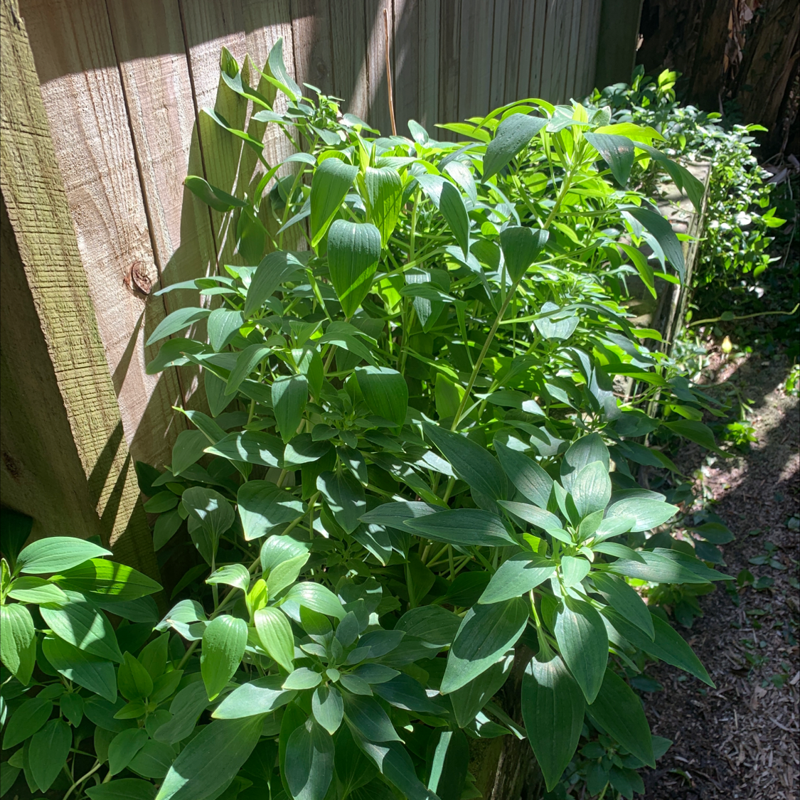 Photo of the plant species Egyptian Starcluster by @pippa named ChloroPhil on Greg, the plant care app