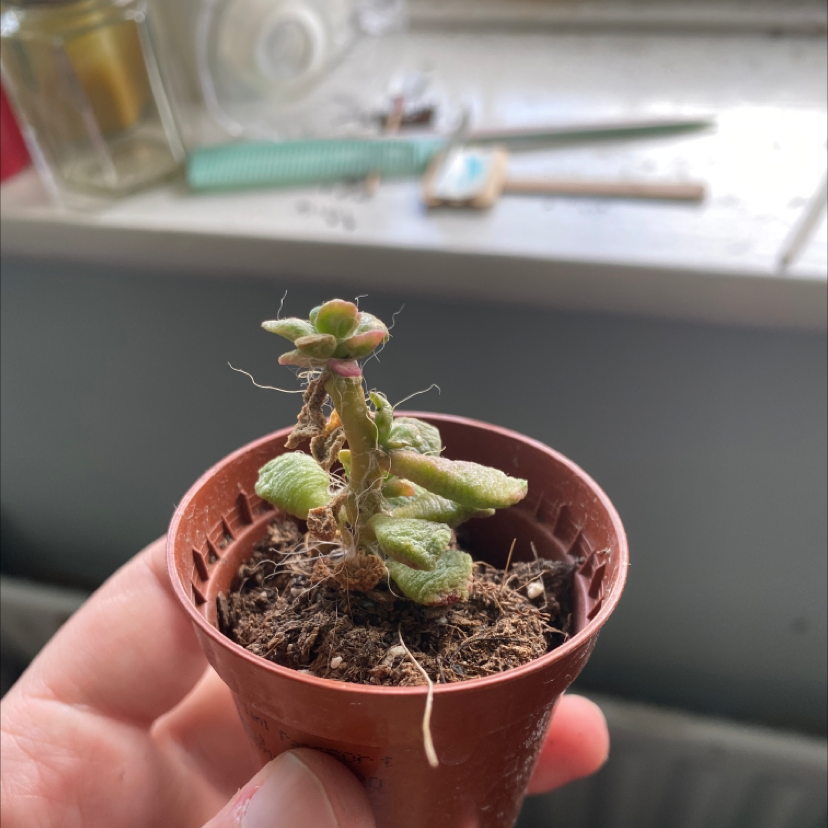 Photo of the plant species Pink Granite by @brionythebeast named Pinky on Greg, the plant care app