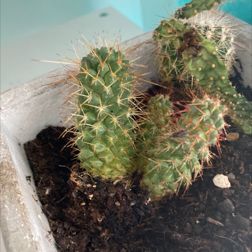 Photo of the plant species Brittle Prickly Pear by @brionythebeast named Bill and ben on Greg, the plant care app