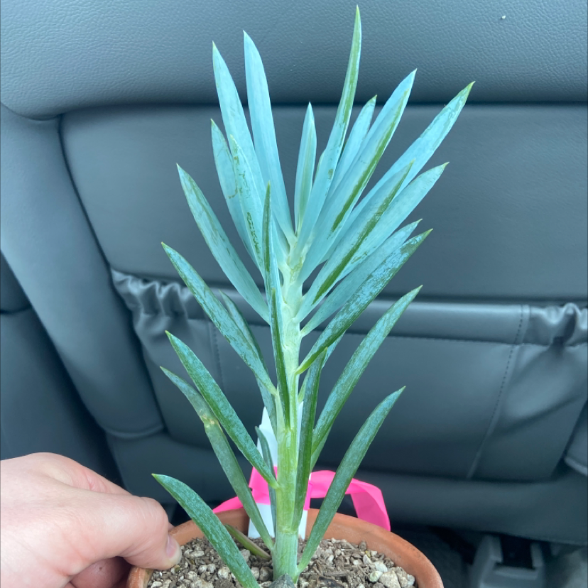 Close-up of hands holding a healthy Mother of Millions succulent plant with long toothed leaves, showing slight yellowing at the base.