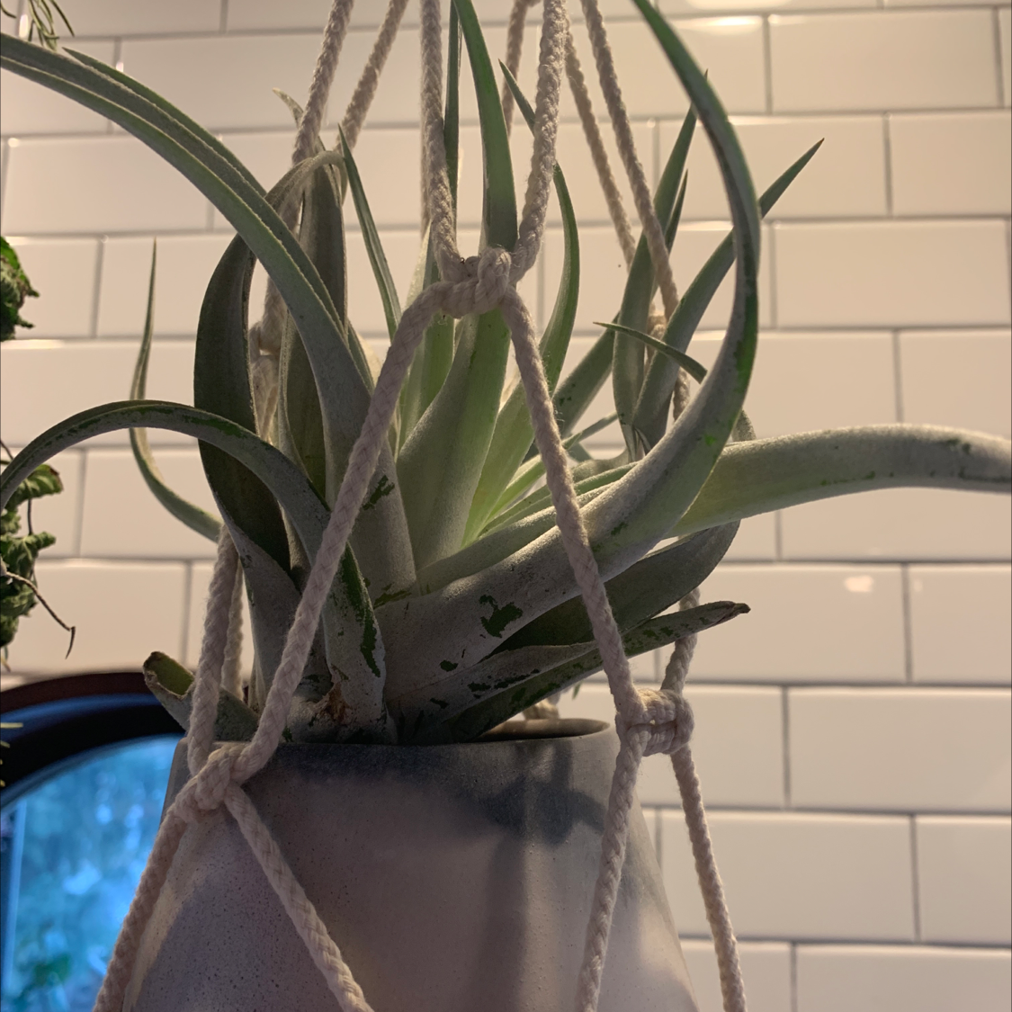 Medusa Head Air Plant in a hanging planter against a tiled wall.