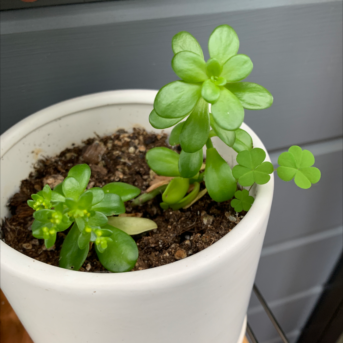 Potted Palmer's Sedum plant with healthy green leaves in a white pot.