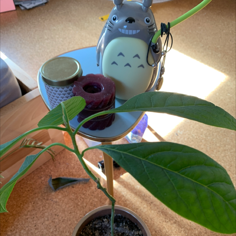 Wurtz Avocado plant photo by @Warenkorb named Avi on Greg, the plant care app.