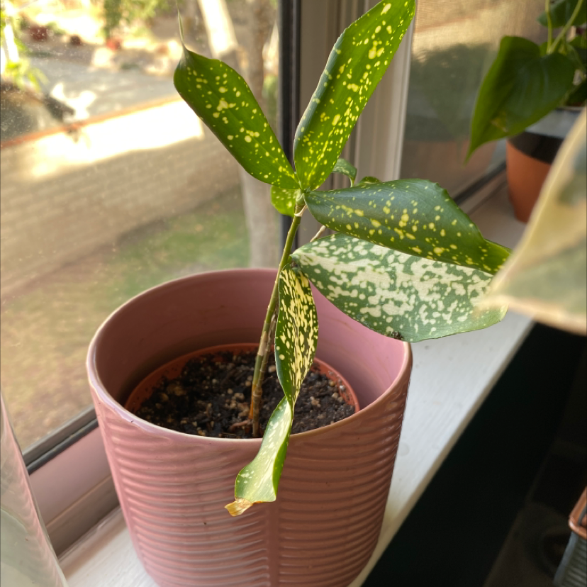 Healthy Gold Dust Dracaena plant in pink pot on window sill, green spotted leaves, no signs of disease.