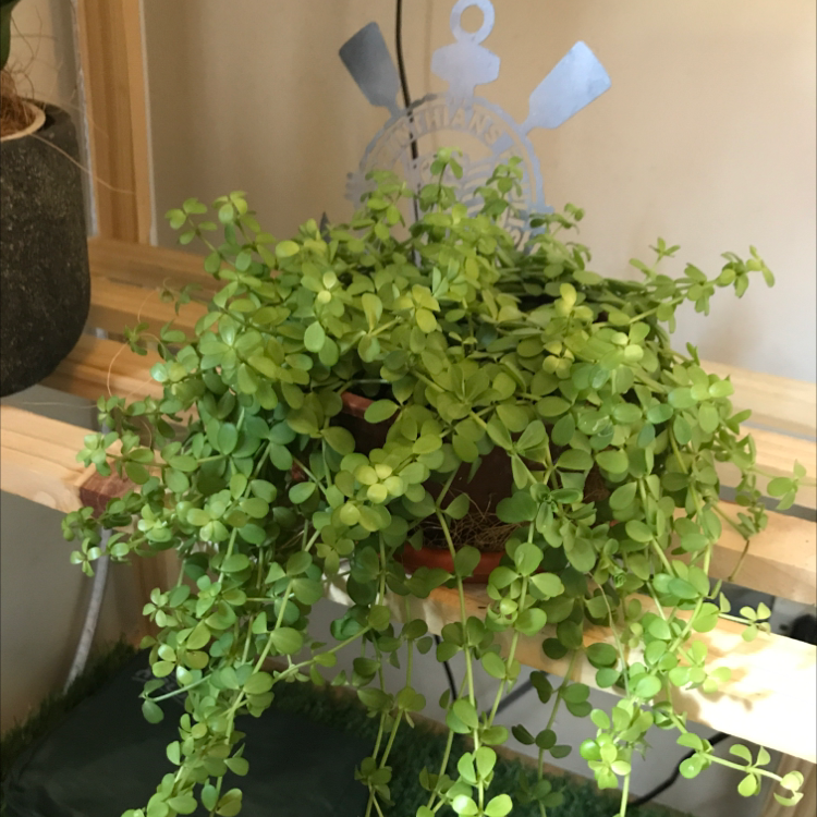 Healthy Trailing Jade plant with vibrant green leaves on a wooden shelf.