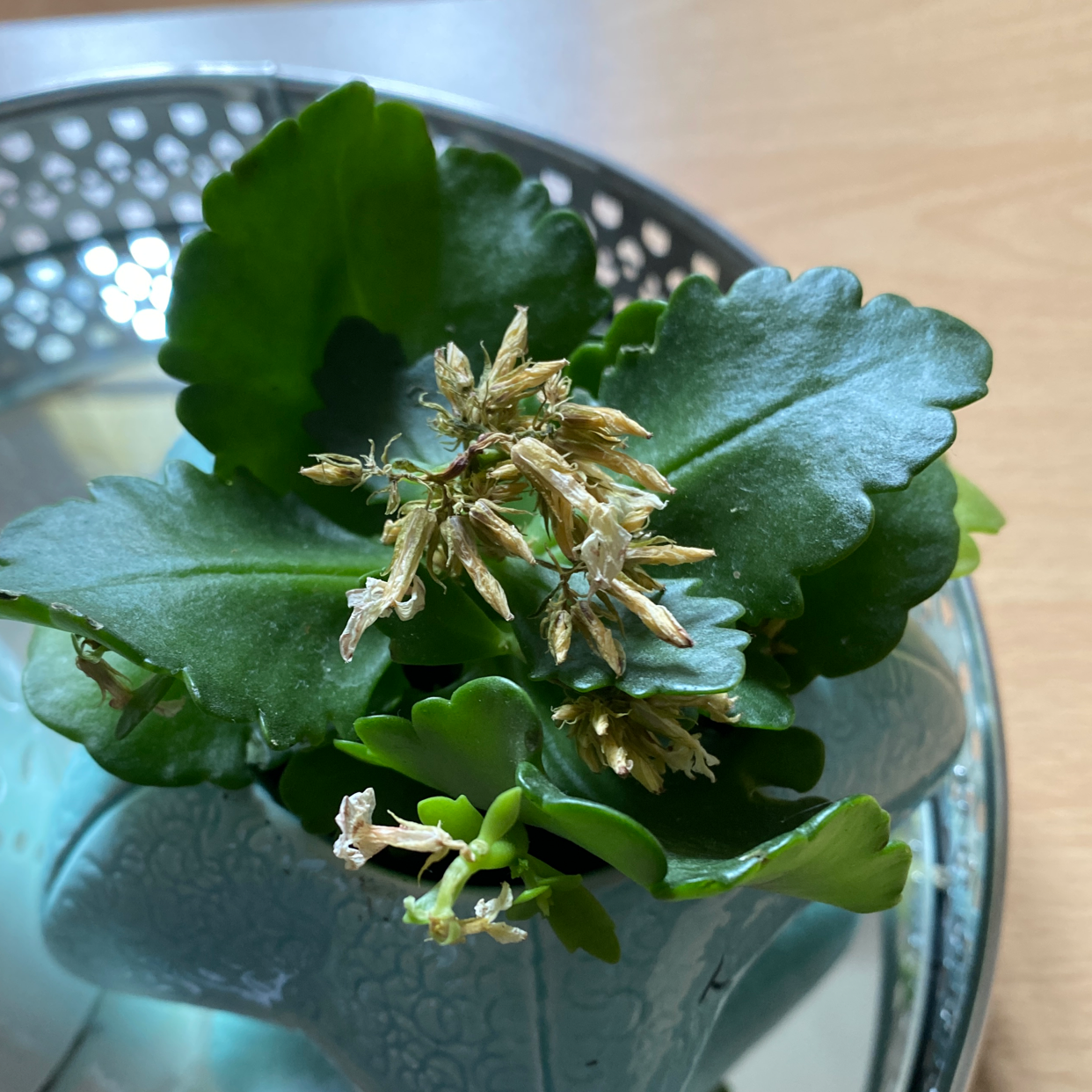Florist Kalanchoe plant photo by @chansgreenbabys named Forrest on Greg, the plant care app.
