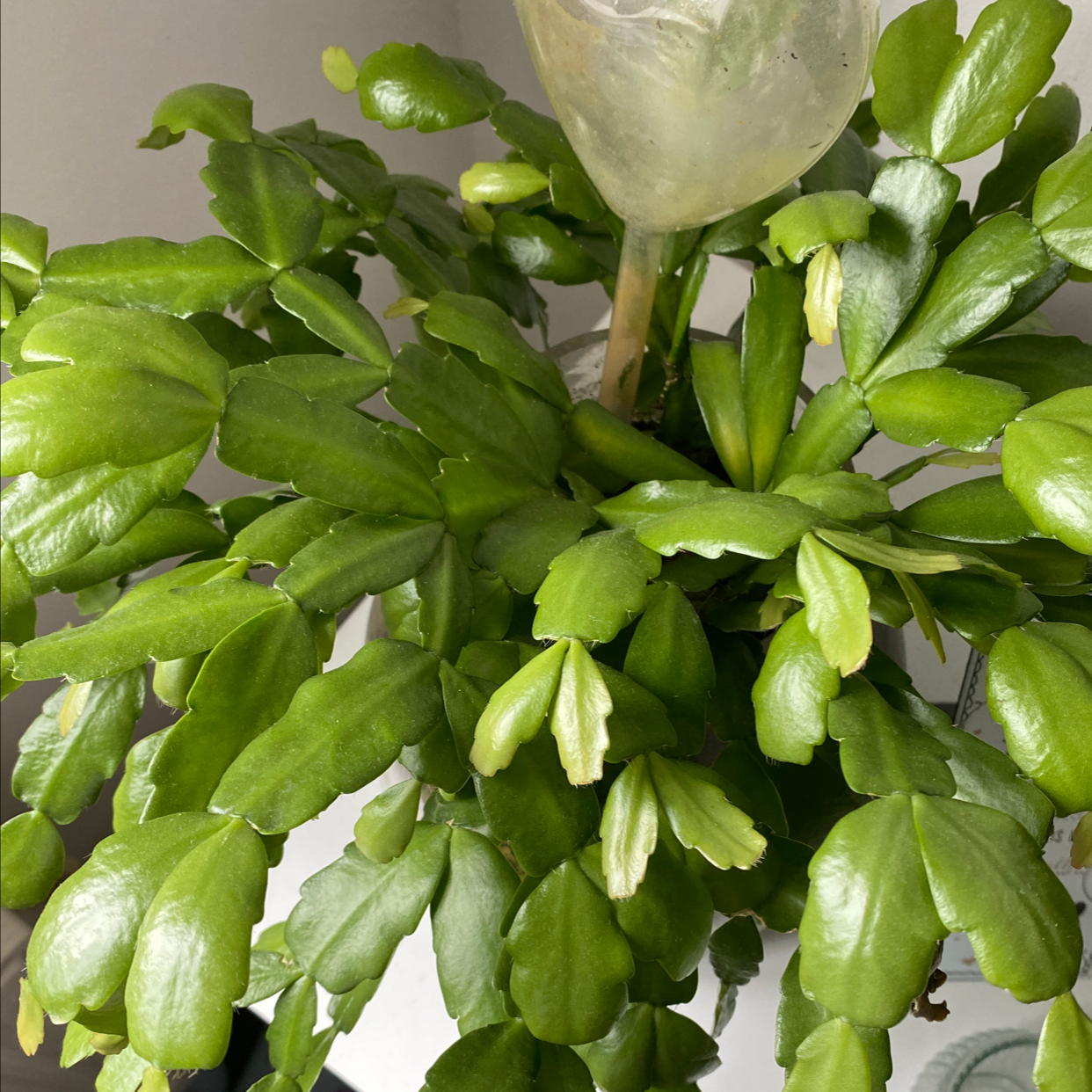 False Christmas Cactus plant photo by @chansgreenbabys named Fernie on Greg, the plant care app.