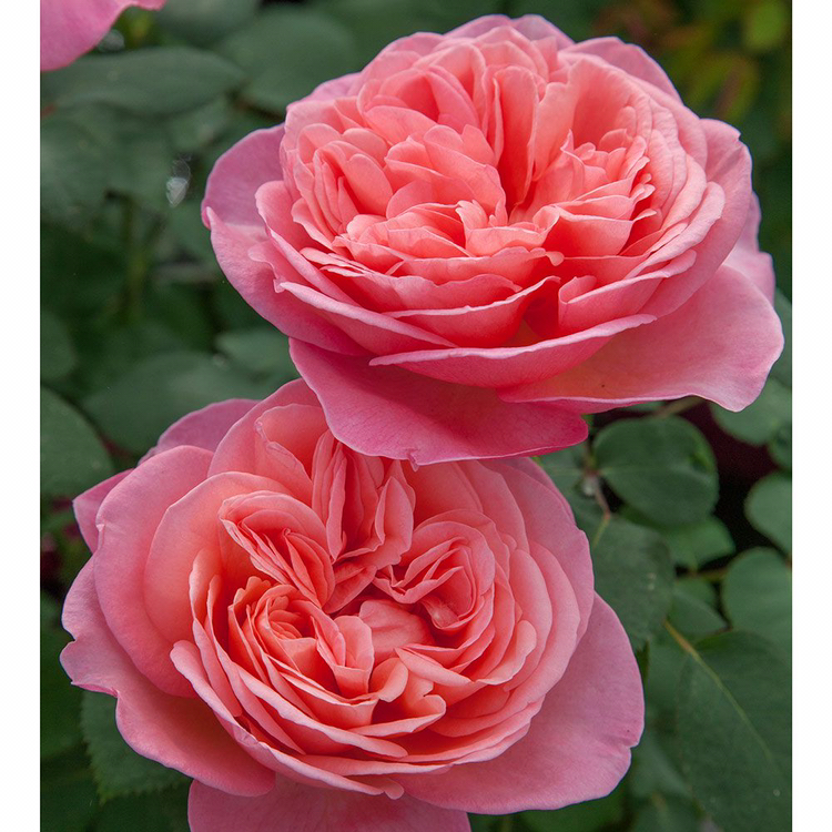 Photo of the plant species Hybrid Tea Rose by @incubusdisplay named Guy on Greg, the plant care app