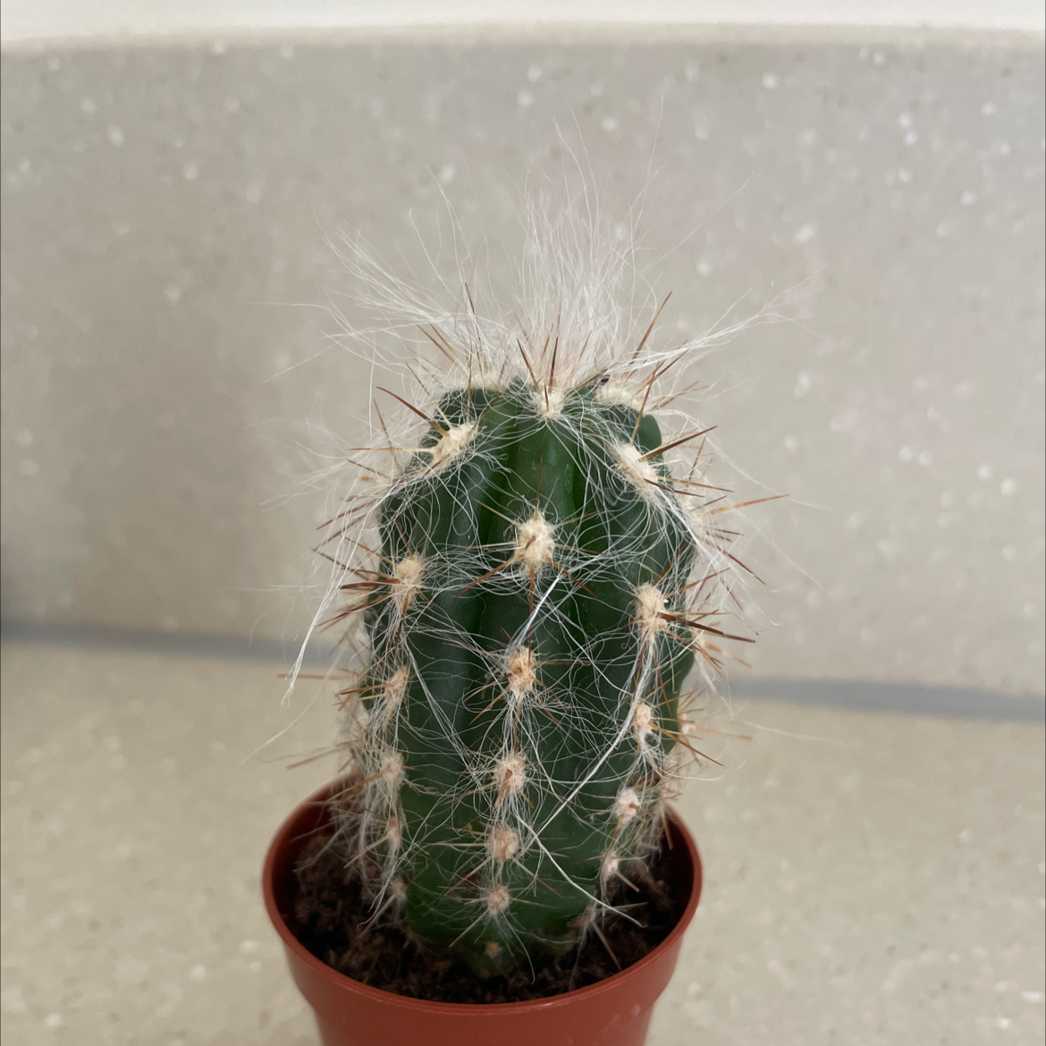A healthy Old Man of the Andes cactus in a small pot with white hair-like spines.